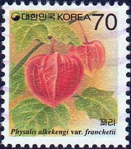 Colnect-1053-203-Physalis-alkekengi.jpg