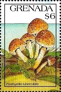 Colnect-5778-828-Psathyrella-tuberculata.jpg