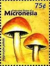 Colnect-5782-127-Hygrocybe-pakelo.jpg