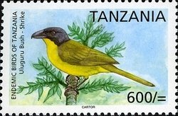 Colnect-1690-916-Uluguru-Bush-shrike-Malaconotus-alius.jpg