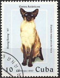 Colnect-1118-260-Brown-point-Siamese-Felis-silvestris-catus.jpg