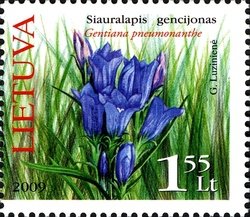 Colnect-478-160-Marsh-Gentian-Gentiana-pneumonanthe.jpg