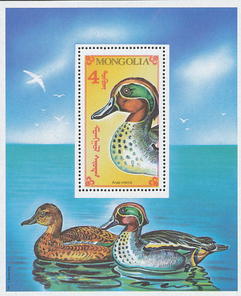 Colnect-860-483-Eurasian-Teal-Anas-crecca.jpg