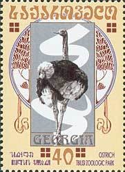 Colnect-1104-874-Ostrich-Struthio-camelus.jpg