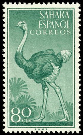 Colnect-1399-271-Ostrich-Struthio-camelus.jpg