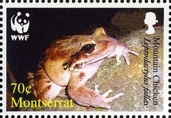 Colnect-1529-981-Mountain-Chicken-Leptodactylus-fallax.jpg