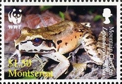 Colnect-1529-984-Mountain-Chicken-Leptodactylus-fallax.jpg