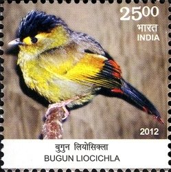 Colnect-1619-859-Bugun-Liocichla-Liocichla-bugunorum.jpg