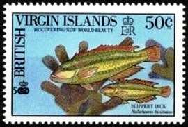 Colnect-2885-918-Slippery-Dick-Halichoeres-bivittatus.jpg