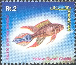 Colnect-601-953-Yellow-Dwarf-Cichlid-Apistogramma-borellii.jpg