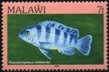 Colnect-1734-797-Kenyi-Cichlid-Pseudotropheus-lombardoi.jpg