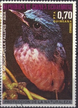 Colnect-1673-277-Rufous-bellied-Niltava-Niltava-sundara.jpg