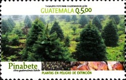 Colnect-2208-637-Abies-guatemalensis.jpg