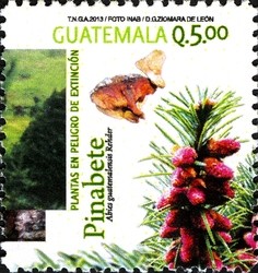 Colnect-2208-638-Abies-guatemalensis.jpg