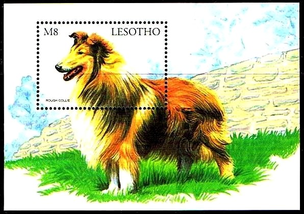 Colnect-2865-171-Rough-Collie-Canis-lupus-familiaris.jpg