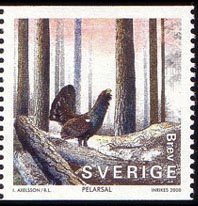 Colnect-860-729-Western-Capercaillie-Tetrao-urogallus-in-fir-forest.jpg