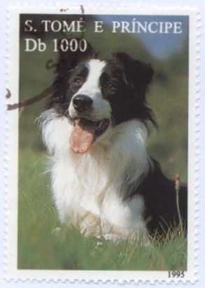 Colnect-938-298-Border-Collie-Canis-lupus-familiaris.jpg