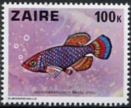 Colnect-1108-704-Lualaba-Killifish-Nothobranchius-brieni.jpg