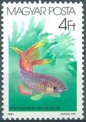 Colnect-604-524-Splendid-Killifish-Aphyosemion-multicolor.jpg