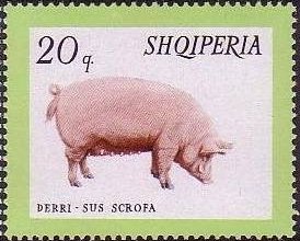 Colnect-723-174-Domestic-Pig-Sus-scrofa-domesticus.jpg