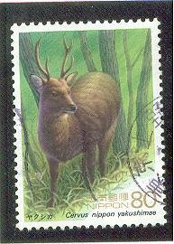 Colnect-820-214-Yakushima-Island--Sika-Deer-Cervus-nippon-yakushimae-.jpg