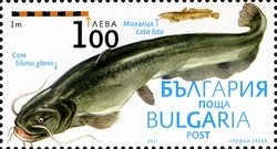 Colnect-1389-981-Wels-Catfish-Silurus-glanis-Burbot-Lota-lota.jpg