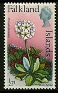 Colnect-1734-466-Dusty-Miller-Primula-decipiens.jpg