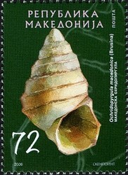 Colnect-592-816-Freshwater-Snail-Ochridopyrgula-macedonica.jpg