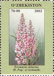 Colnect-824-012-Eremurus-hilariae-MPop-et-Schmalch.jpg