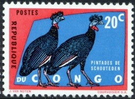 Colnect-1093-567-Crested-Guineafowl-Guttera-pucherani.jpg