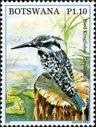 Colnect-1424-357-Pied-Kingfisher-Ceryle-rudis.jpg