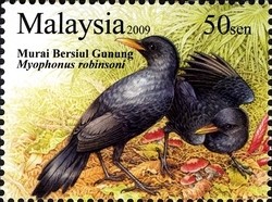 Colnect-1435-718-Malaysian-Whistling-Thrush-Myophonus-robinsoni-.jpg