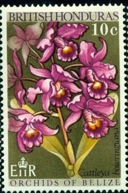 Colnect-1709-676-Guarianthe-bowringiana-synCattleya-bowringiana.jpg