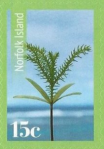 Colnect-3129-720-Norfolk-pine-seedling-on-shoreline.jpg