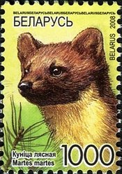 Colnect-411-556-European-Pine-Marten-Martes-martes.jpg