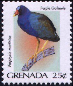 Colnect-4178-503-Purple-Galinule-Porphyrio-martinicus.jpg