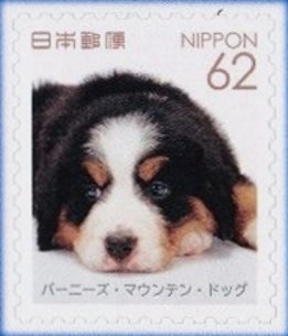 Colnect-4415-121-Bernese-Mountain-Dog-Canis-lupus-familiaris.jpg