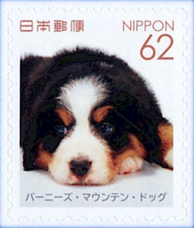 Colnect-5284-637-Bernese-Mountain-Dog-Canis-lupus-familiaris.jpg