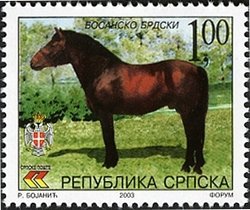 Colnect-577-644-Bosnian-Mountain-Horse-Equus-ferus-caballus.jpg