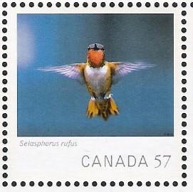 Colnect-578-727-Rufous-Hummingbird-Selasphorus-rufus.jpg