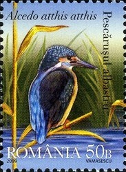 Colnect-763-029-Common-Kingfisher-Alcedo-atthis.jpg