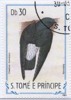 Colnect-953-762-Sao-Tome-Spinetail-Chaetura-thomensis.jpg