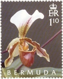 Colnect-799-405-Paphiopedilum-x-leeanum.jpg