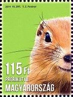 Colnect-2157-374-Prairie-Dog-Cynomys-sp.jpg