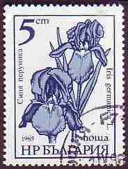 Colnect-588-642-Iris-germanica.jpg