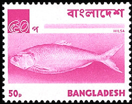 Colnect-2527-994-Hilsa---Ilish-Fish-Tenualosa-ilisha.jpg