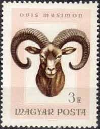 Colnect-591-962-Mouflon-Ovis-orientalis-orientalis.jpg