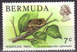 Colnect-606-616-Whistling-tree-frog.jpg