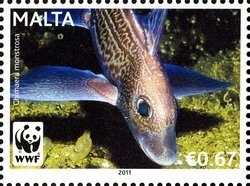 Colnect-900-595-Rabbitfish-Chimaera-monstrosa.jpg