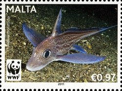 Colnect-900-596-Rabbitfish-Chimaera-monstrosa.jpg